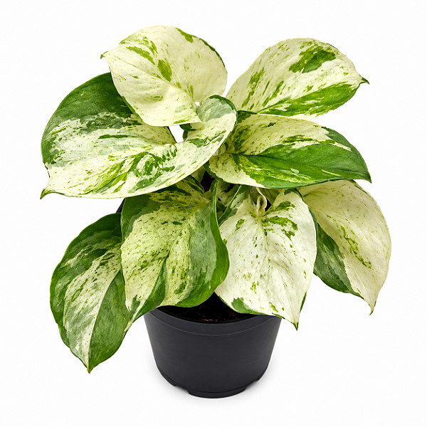 JIBÓIA MANJULA (Epipremnum aureum 'Manjula') - Pote 11
