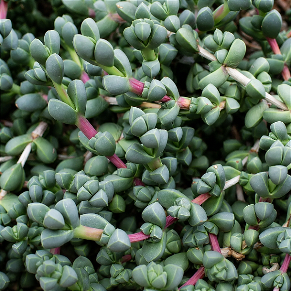 CORAÇÃO PARTIDO (Corpuscularia lehmannii) - Pote 6