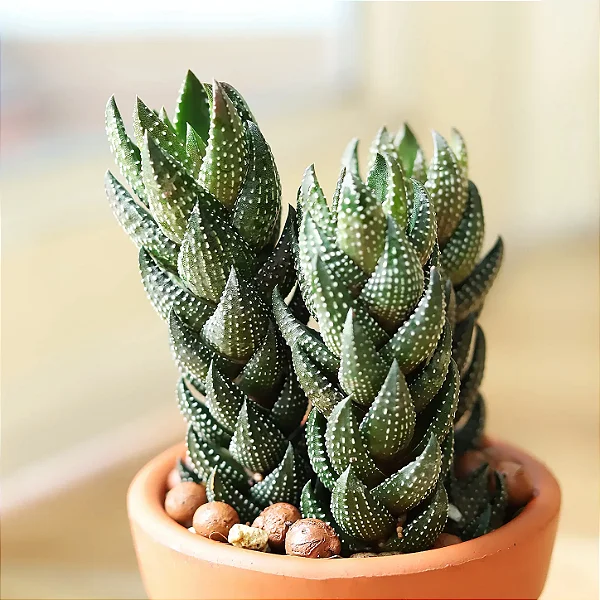 Haworthia pumila - Pote 6