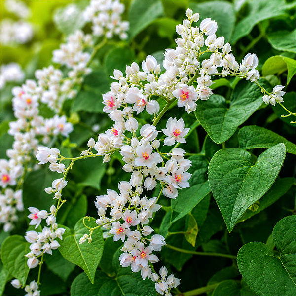 AMOR AGARRADINHO BRANCO (Antigonon leptopus 'Alba') - Muda com até 60 cm