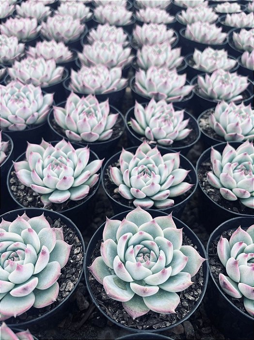 Echeveria chihuahuensis - Pote 9