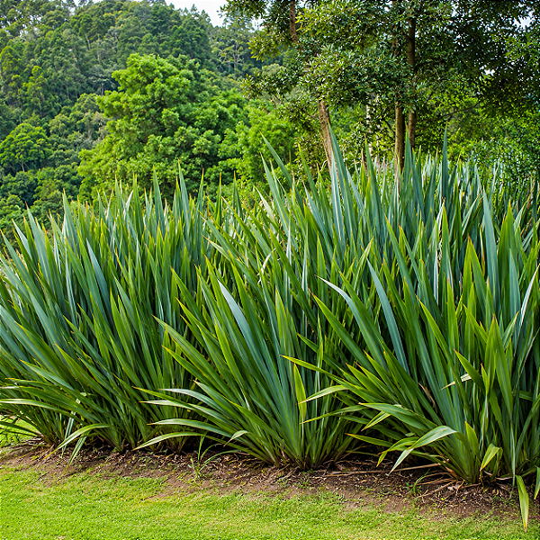 FÓRMIO VERDE (Phormium tenax) - Muda com até 1 metro