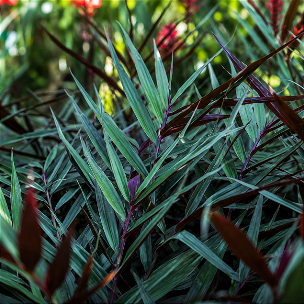 ALPINIA RUBRA (Alpinia luteocarpa) - Pote 11 ou 12