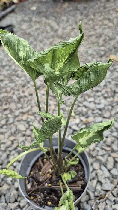 Syngonium podophyllum 'Godzilla' - Pote 11 ou 12