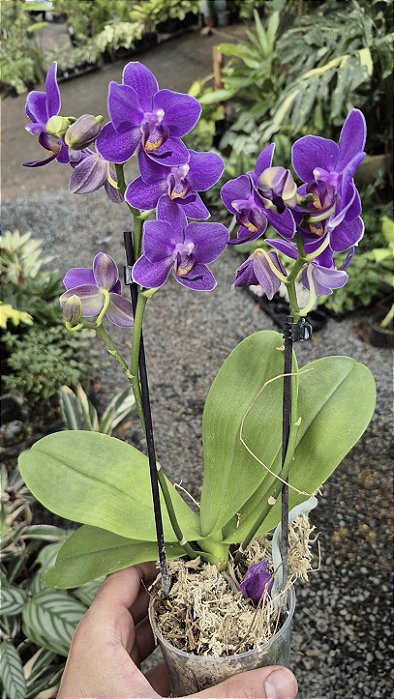 ORQUÍDEA VIOLETA AURORA - Phalaenopsis Mini - Pote 9