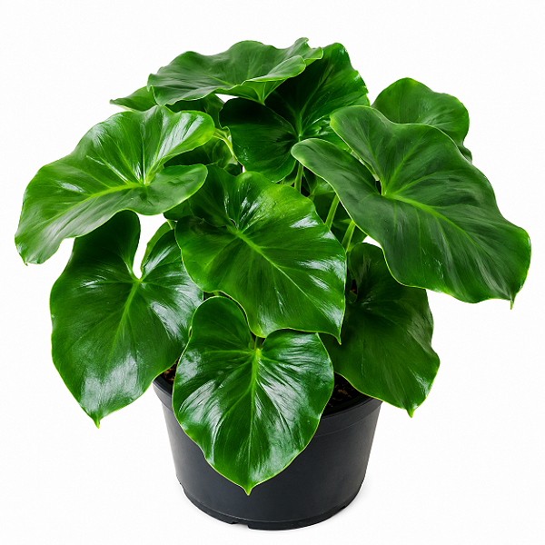 FILODENDRO ATOM (Philodendron 'Atom') - Pote 12