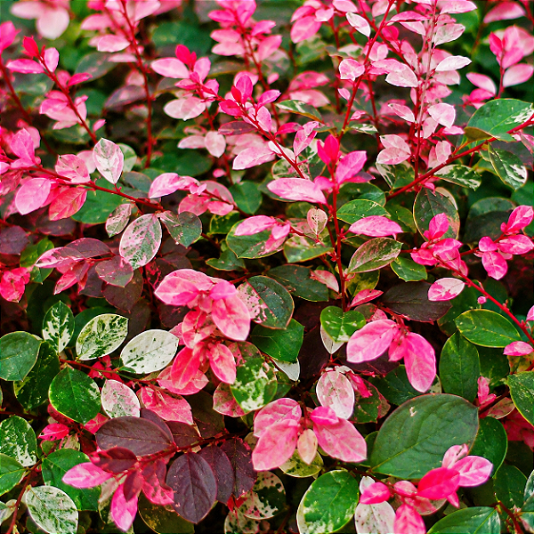 MIL CORES VERMELHA (Breynia disticha) - Pote 17