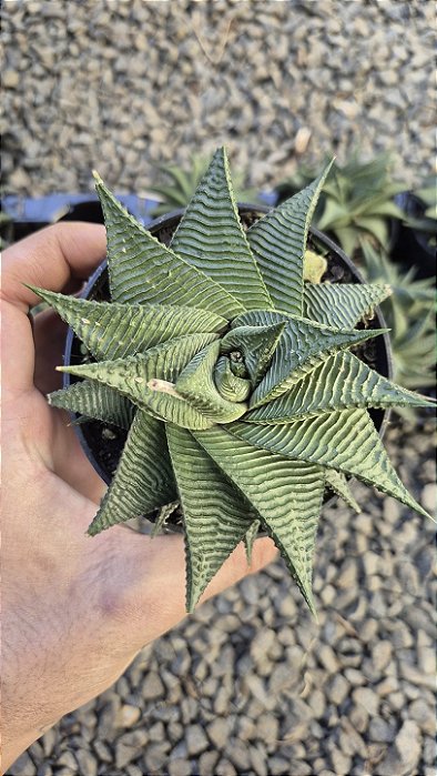 RABO DE TATU (Haworthiopsis limifolia) - Pote 11