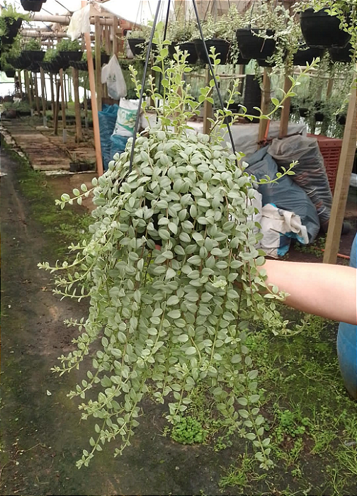 COLUMÉIA MICROFILA BRANCA (Columnea microphylla) - Cuia 21