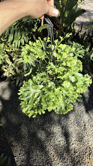 SAMAMBAIA CRISTATA (Nephrolepis exaltada) - Cuia 21