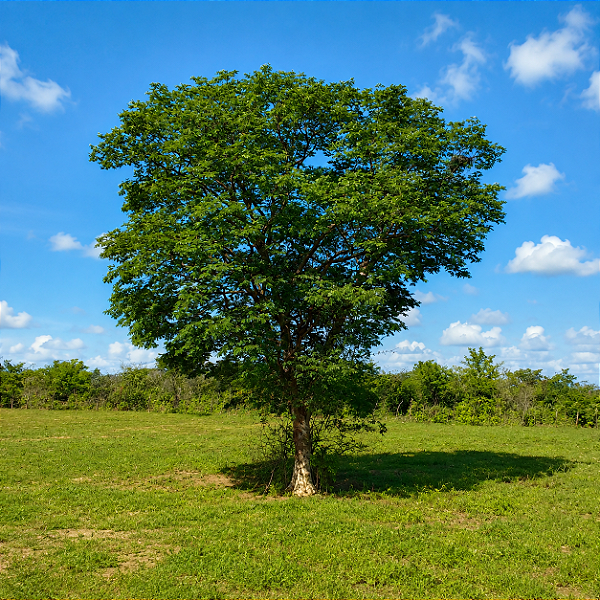 AROEIRA PRETA (Myracrodruon urundeuva) - Muda com até 70 cm