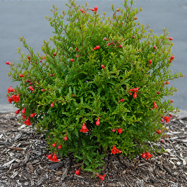 MINI ROMÃ ou ROMÃ ANÃ (Punica granatum var. nana) - Muda com até 30 cm