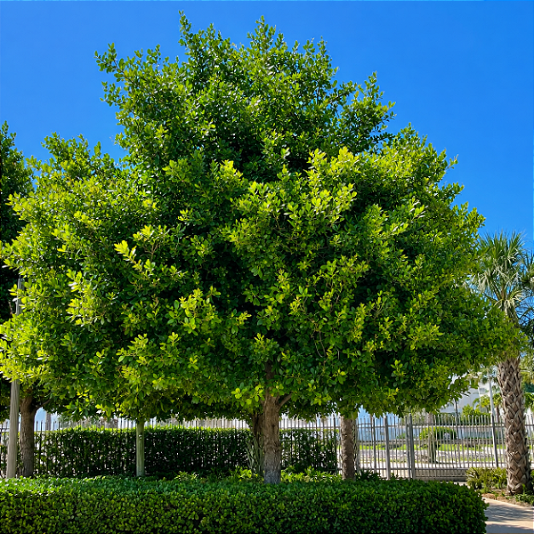 GUANANDI (Calophyllum brasiliensis) - Muda com até 80 cm