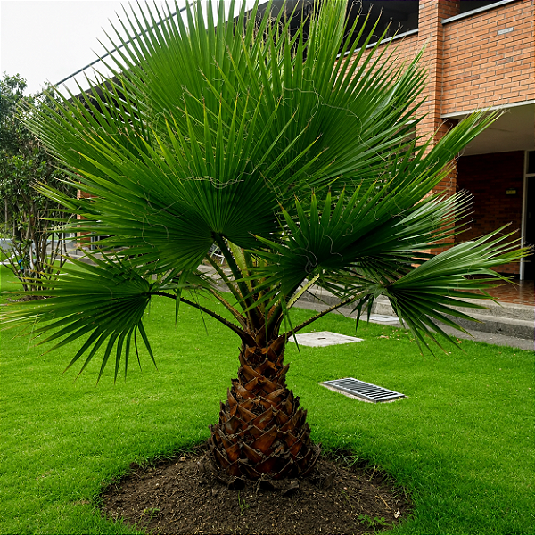 PALMEIRA WASHINGTONIA (Washingtonia Robusta) - Muda com até 80 cm