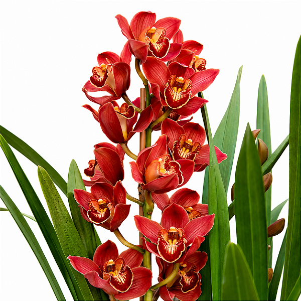 ORQUÍDEA Cymbidium - Pote 15 ou 17