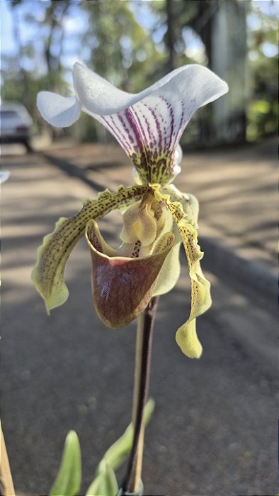 ORQUÍDEA SAPATINHO (Paphiopedilum insigne) - Pote 17