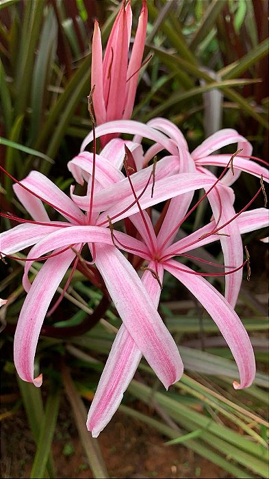 CRINO ANÃO ROXO (Crinum x Menehune) - Muda com até 30 cm