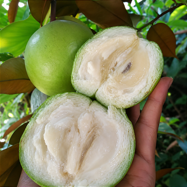 ABIU VERDE (Chrysophyllum cainito) - Muda com até 70 cm
