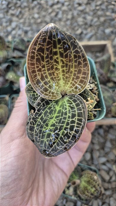 ORQUÍDEA JÓIA (Dossinia marmorata) - Pote 10