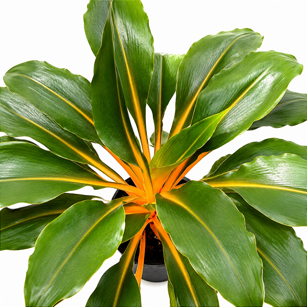 LUMINA (Chlorophytum orchidastrum) - Pote 17