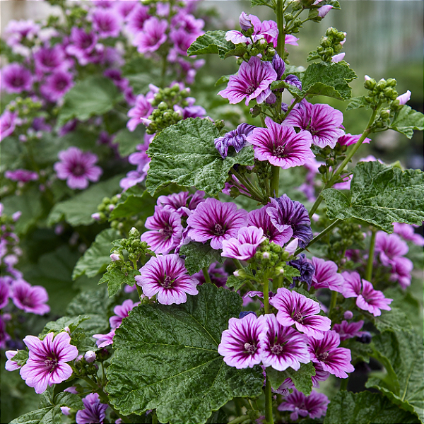 MALVA (Malva sylvestris)