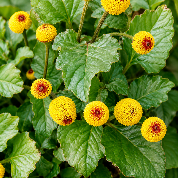 JAMBU (Acmella oleracea)