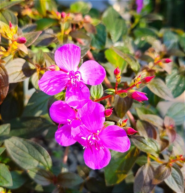 CENTRADENIA (Centradenia floribunda) - Muda com até 40 cm