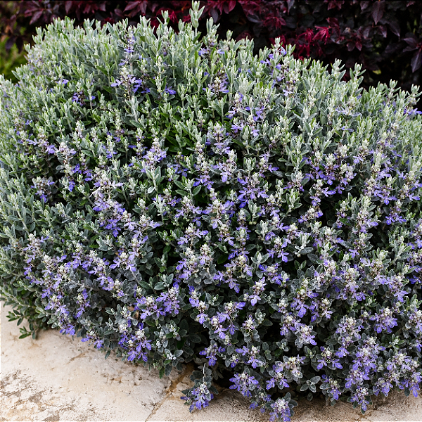 TEUCRIUM (Teucrium fruticans) - Muda até 60 cm