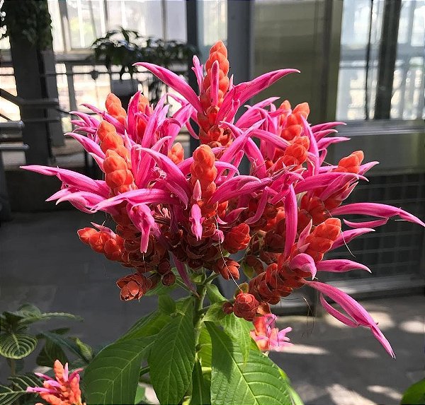 AFELANDRA CORAL (Aphelandra sinclairiana) - Muda com até 60 cm