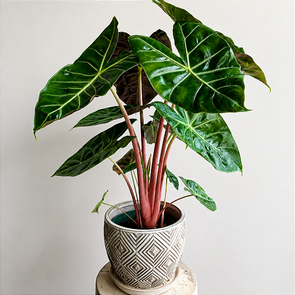 Alocasia 'Pink Dragon' - Pote 14