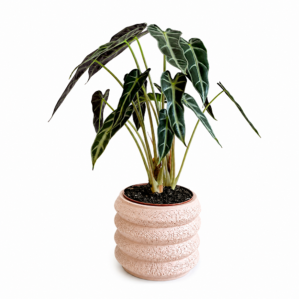 Alocasia Piccolini - Pote 14
