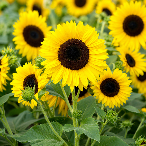 GIRASSOL (Helianthus annuus) - CAIXA COM 10 MUDAS - Pote 11