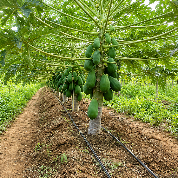 MAMÃO ANÃO BELA NOVA (Carica papaya L.) - Muda com até 80 cm