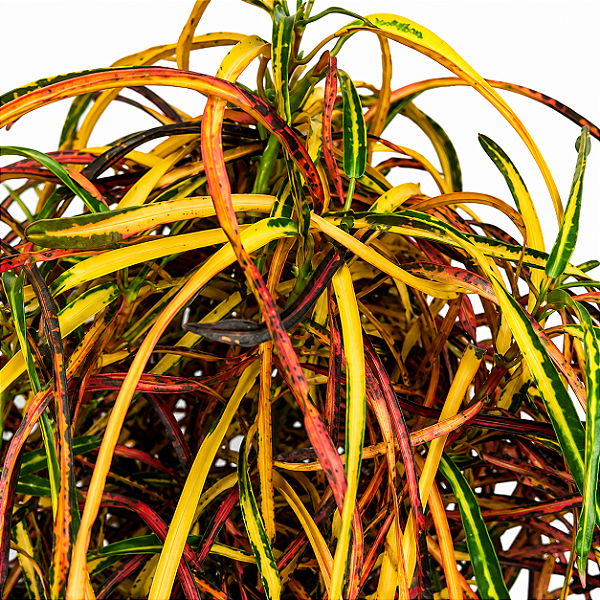 CRÓTON ZANZIBAR (Codiaeum variegatum 'Zanzibar') - Pote 11