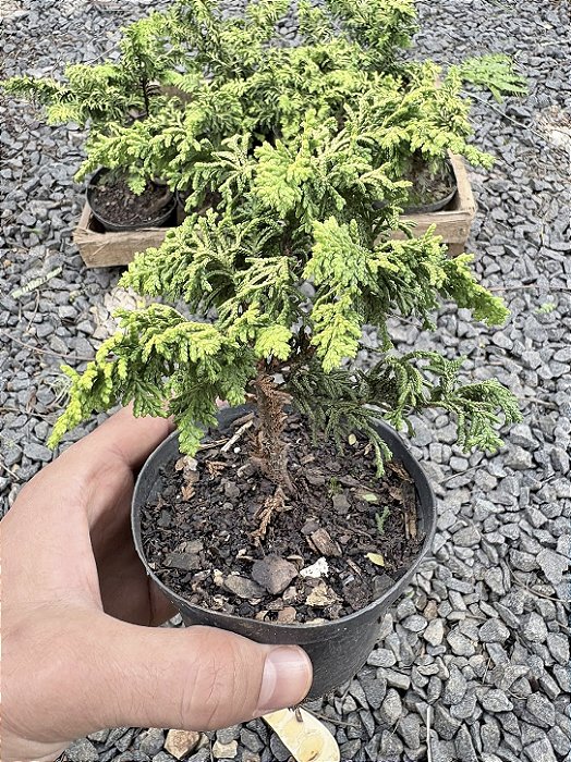 TUIA PAVÃO (Chamaecyparis obtusa 'nana aurea') - Pote 11