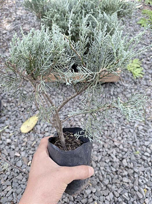 JUNÍPERO AZUL (Juniperus squamata) - Muda com até 30 cm