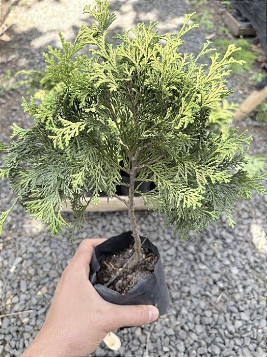 TUIA EUROPA (Chamaecyparis obtusa) - Muda com até 30 cm