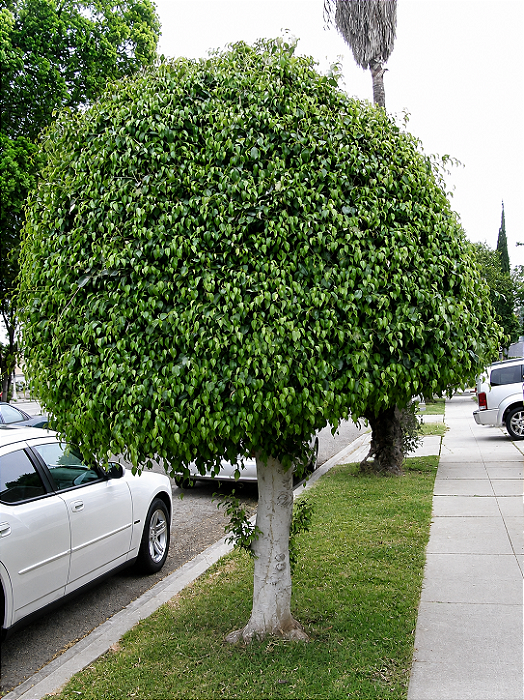 FIGUEIRA BENJAMINA (Ficus benjamina) - Muda com até 1 metro