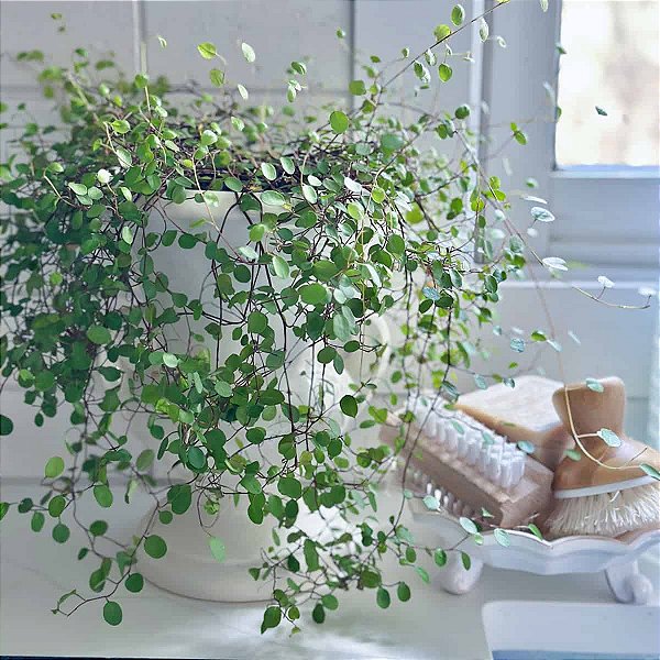 TREPADEIRA ANJO (Muehlenbeckia Angel Vine) - Pote 14