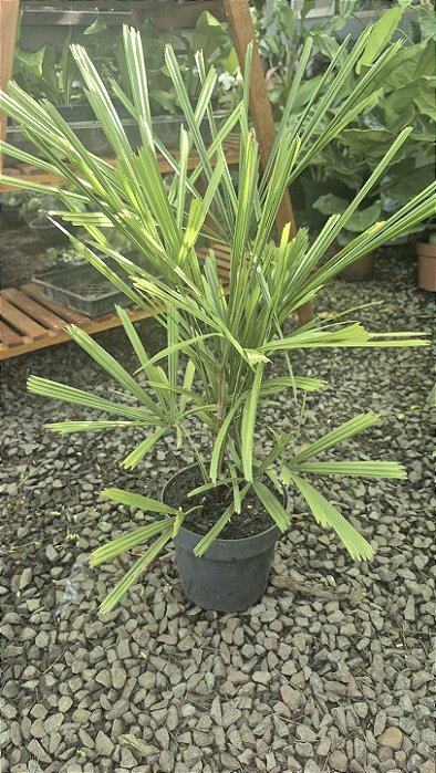 LICUALA (Lauterbachii) - Muda com até 70 cm