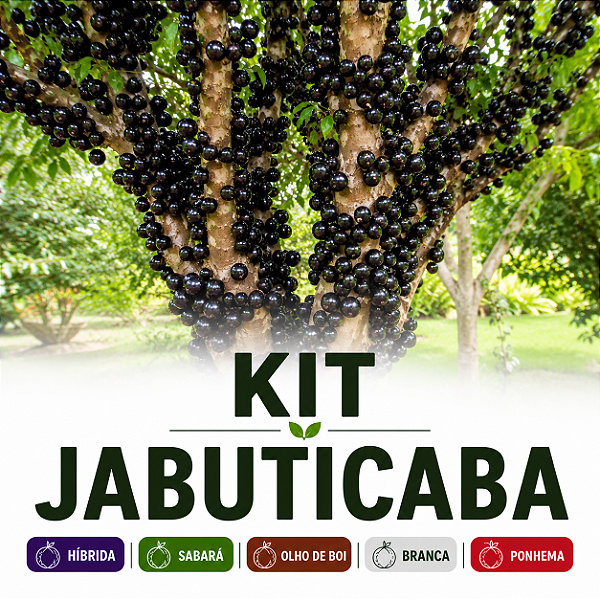 KIT JABUTICABAS - Híbrida, Sabará, Olho de Boi, Branca e Ponhema