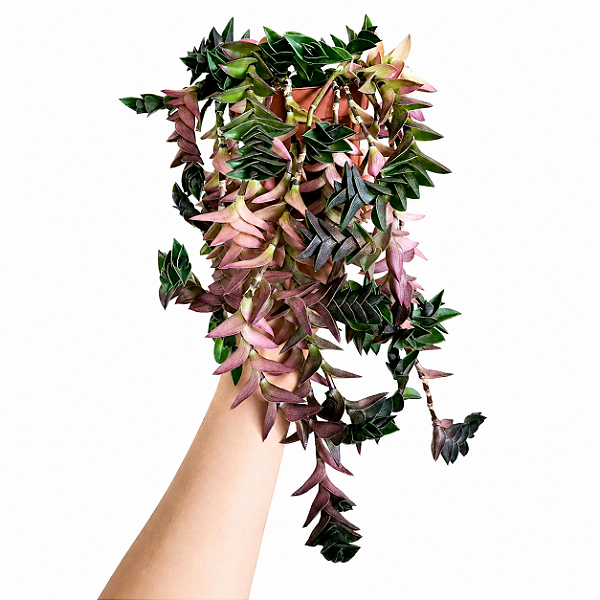 Tradescantia navicularis - Pote 6