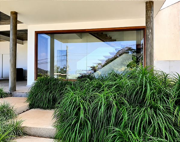 PANDANUS RASTEIRO (Pandanus racemosus) - Muda com 20 a 30 cm