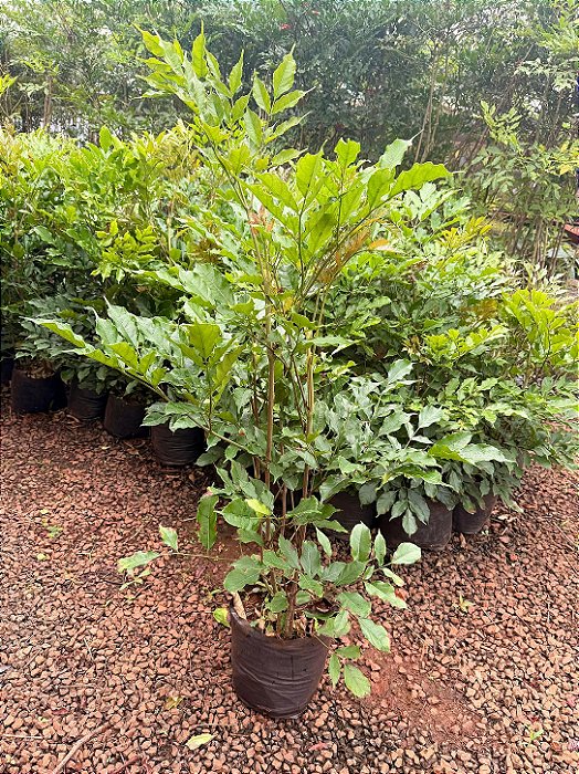 LÉIA VERDE (Leea guineensis) - Muda com até 1 metro