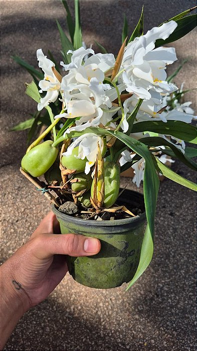ORQUÍDEA CRISTATA (Coelogyne cristata) - Pote 15