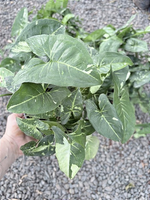 SINGÔNIO MESCLADO (Syngonium podophyllum) - Pote 11