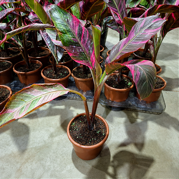 Musa nono Pink - Pote 17 muda com 40 a 60 cm