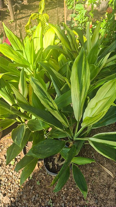 DRACENA ALBA (Cordyline fragrans) - Muda com 60 a 70 cm