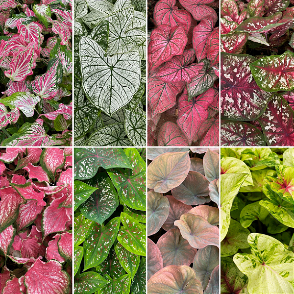 BULBO CALADIUM RARO - Várias Opções