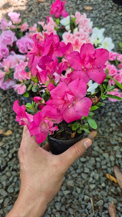 MINI AZALÉIA (Rhododendron simsii)- Muda com até 30 cm